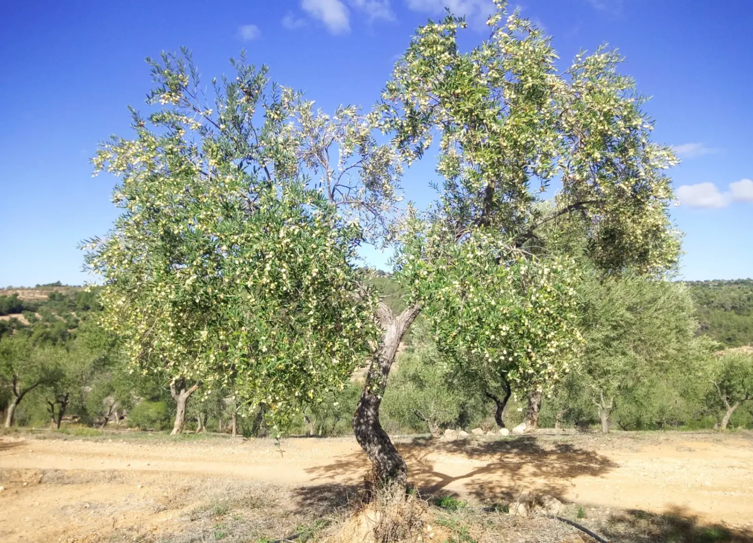 captura de pantalla 2026 04 15 175828